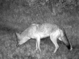 Coyote090109_2243hrs